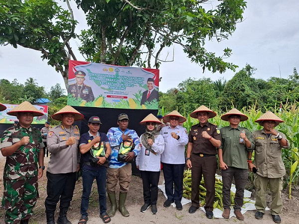 Dukung Percepatan Program Swasembada Pangan, Disbun Prov. Kalteng Hadiri Panen Raya Jagung Serentak di Kelurahan Banturung
