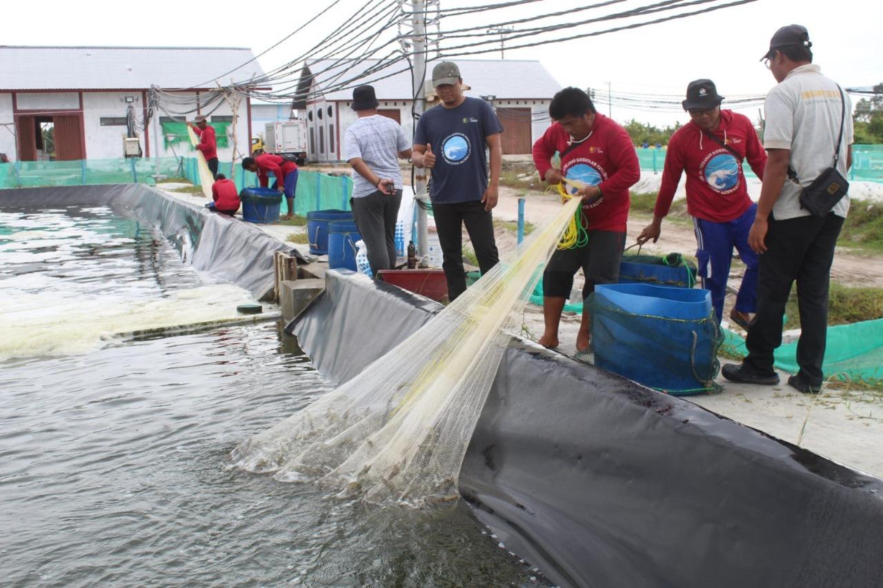 Shrimp Estate Berkah Sukamara Hasilkan 4,2 Ton Udang Vaname pada Panen Parsial Pertama Siklus Kedua