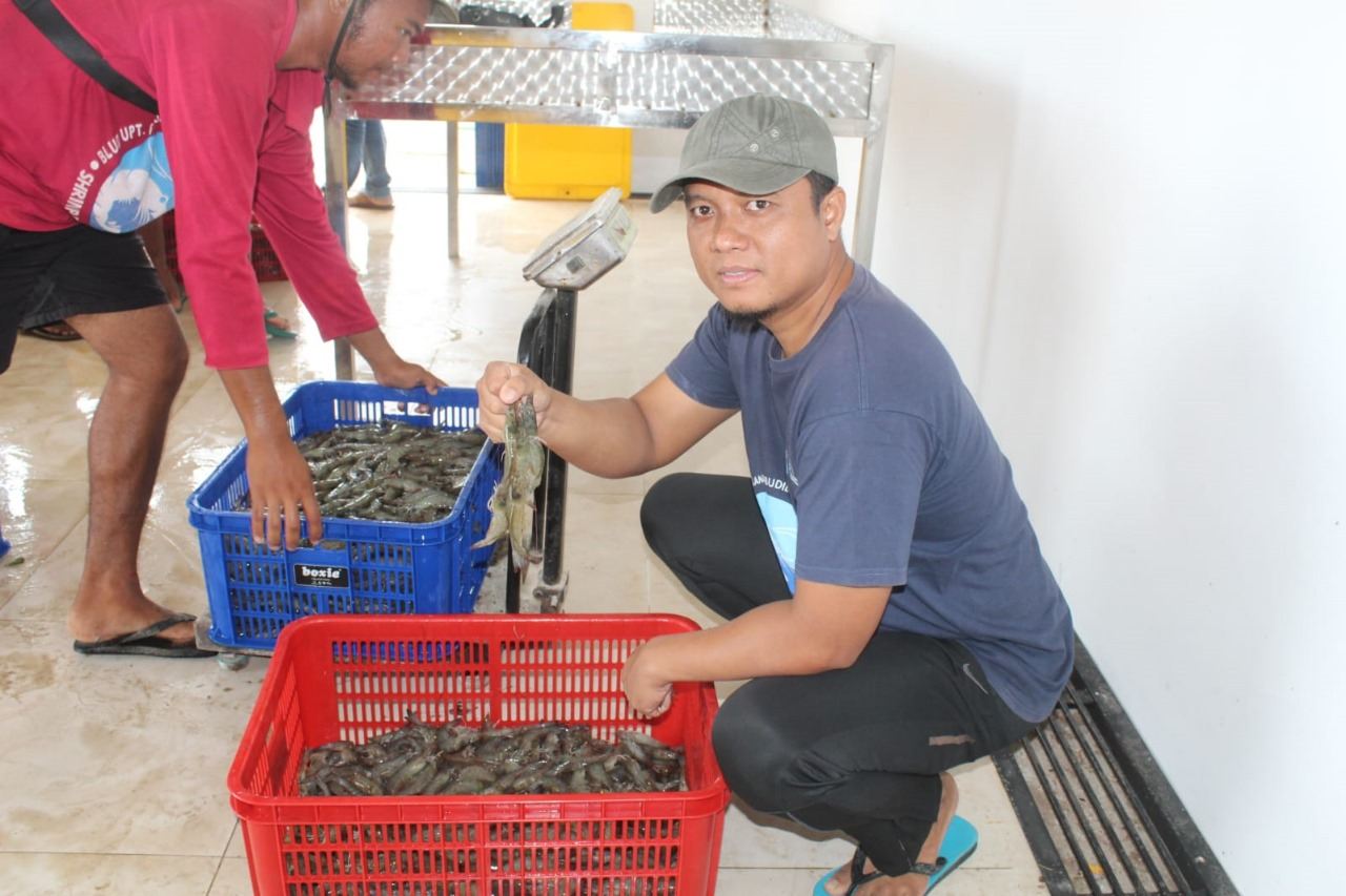 Shrimp Estate Berkah Sukamara Hasilkan 4,2 Ton Udang Vaname pada Panen Parsial Pertama Siklus Kedua