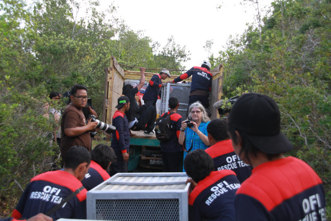 Bupati Kobar Sampaikan Duka Mendalam atas Wafatnya Prof. Dr. Birute Mary Galdikas