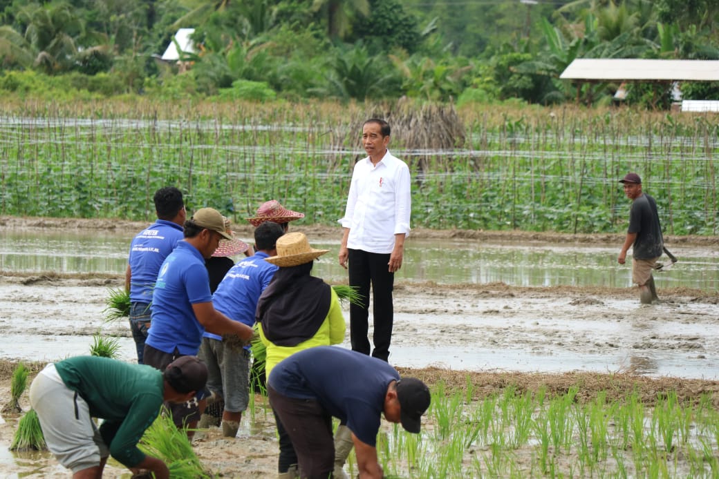 Gubernur Kalteng H. Sugianto Sabran Dampingi Presiden RI Kunjungi Lahan Pertanian di Desa Bapeang Kecamatan Mentawa Baru Ketapang, Kotim