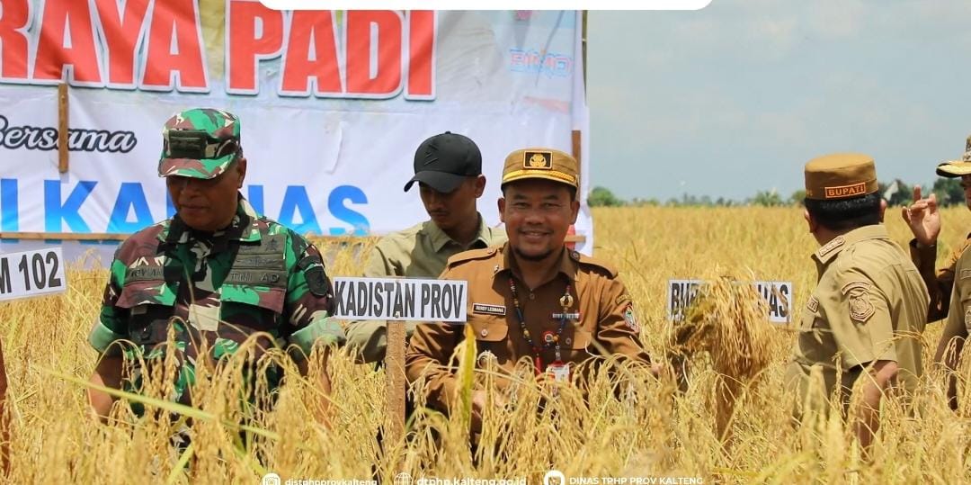 Tingkatkan Produksi dan Mutu Beras, Kadis TPHP Prov Kalteng Kawal Panen Padi Lokal di Kabupaten Kapuas