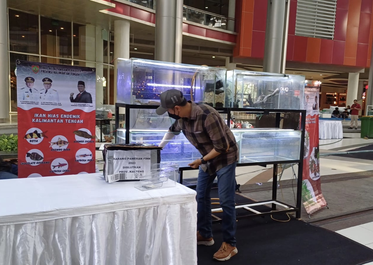 Perkenalkan Potensi Ikan Hias Kalteng, Dislutkan Ikuti Festival Ikan Hias Nusantara 2023