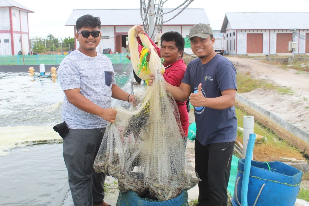 Dislutkan Prov. Kalteng Panen Parsial Pertama Udang Vaname Shrimp Estate Berkah