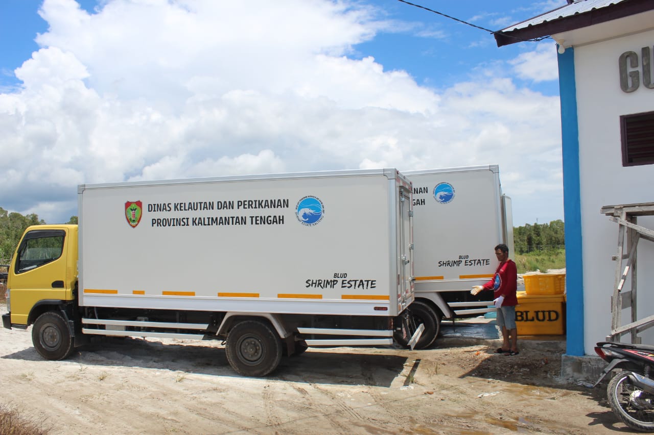 Dislutkan Prov. Kalteng Panen Parsial Pertama Udang Vaname Shrimp Estate Berkah
