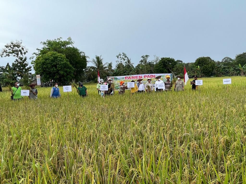 Panen Padi Budidaya Tanaman Sehat di Kecamatan Dusun Tengah Kabupaten Barito Timur