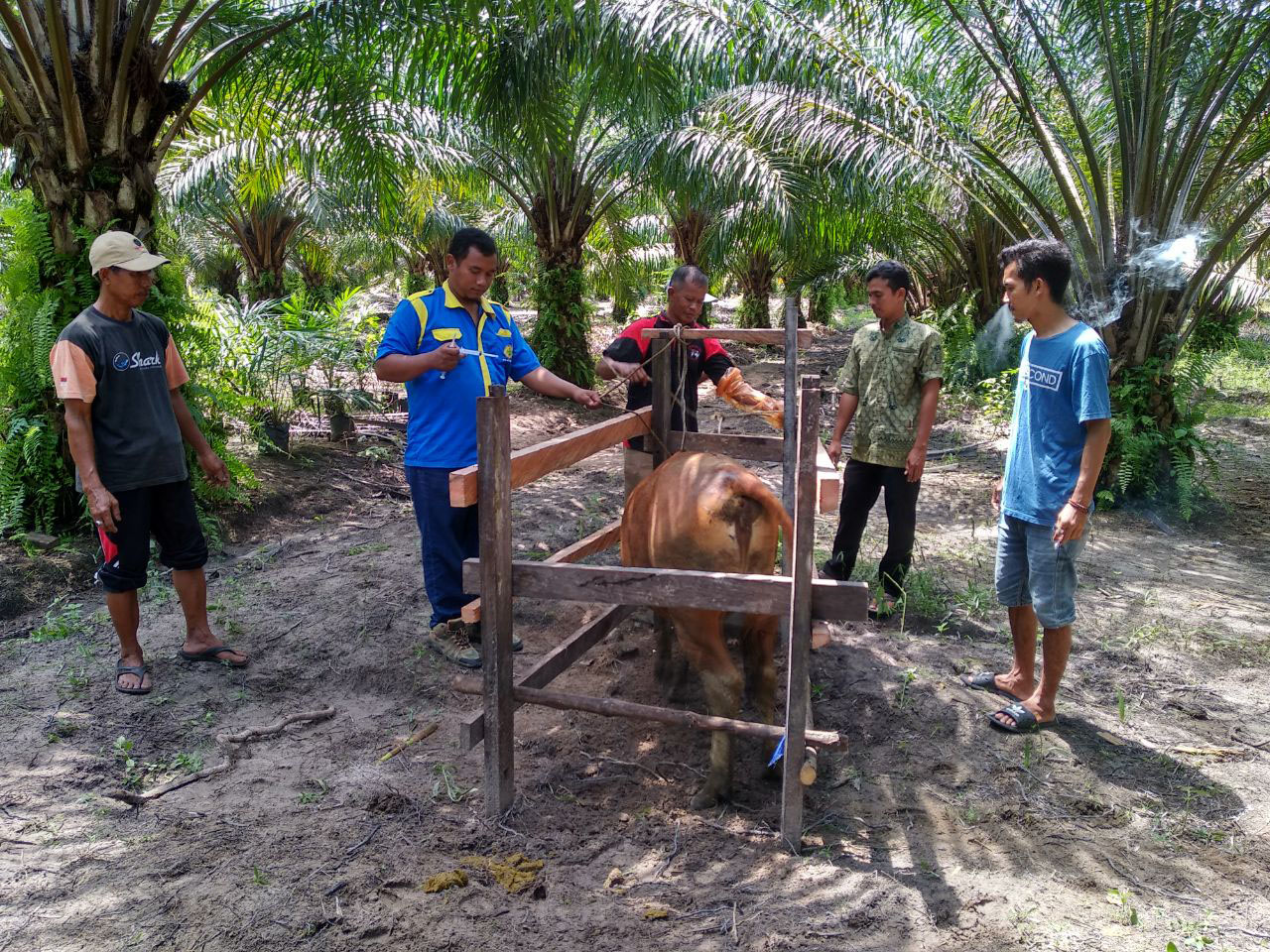 Dorong Populasi Sapi, Kobar Canangkan Upsus Siwab