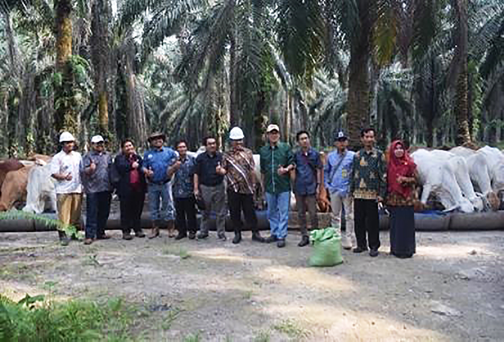 Ditjenbun dan Peneliti IPB Kaji Pola Integrasi Sawit Sapi di Kobar 