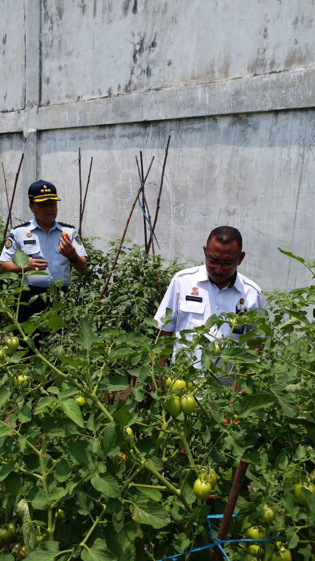 KADIV PEMASYARAKATAN UNTUK LAKSANAKAN PANEN TOMAT DAN TERONG DI LAPAS PALANGKA RAYA