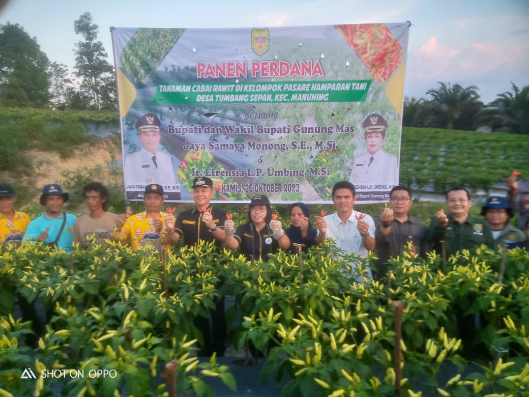 Dinas TPHP Prov. Kalteng Ikuti Panen Cabai Rawit Perdana di Kec. Manuhing