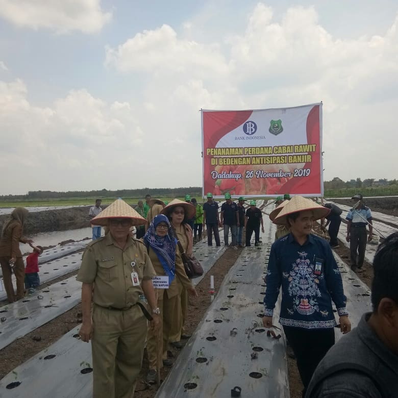 Pemkab Apresiasi Budidaya Cabe Rawit