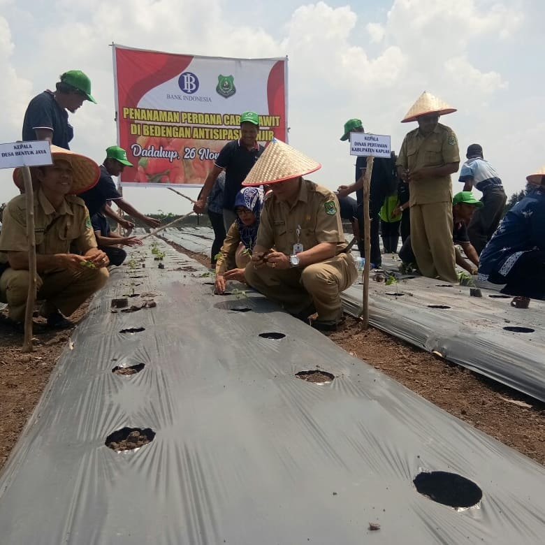 Pemkab Apresiasi Budidaya Cabe Rawit
