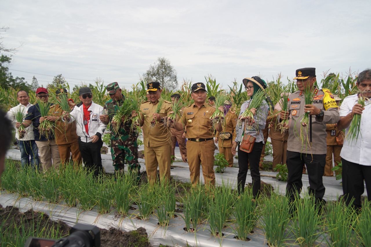 Panen Perdana Bawang Merah dan Cabai, Gubernur Sugianto Sabran : Kita Harus Bersinergi Membangun Ketahanan Pangan di Kalteng