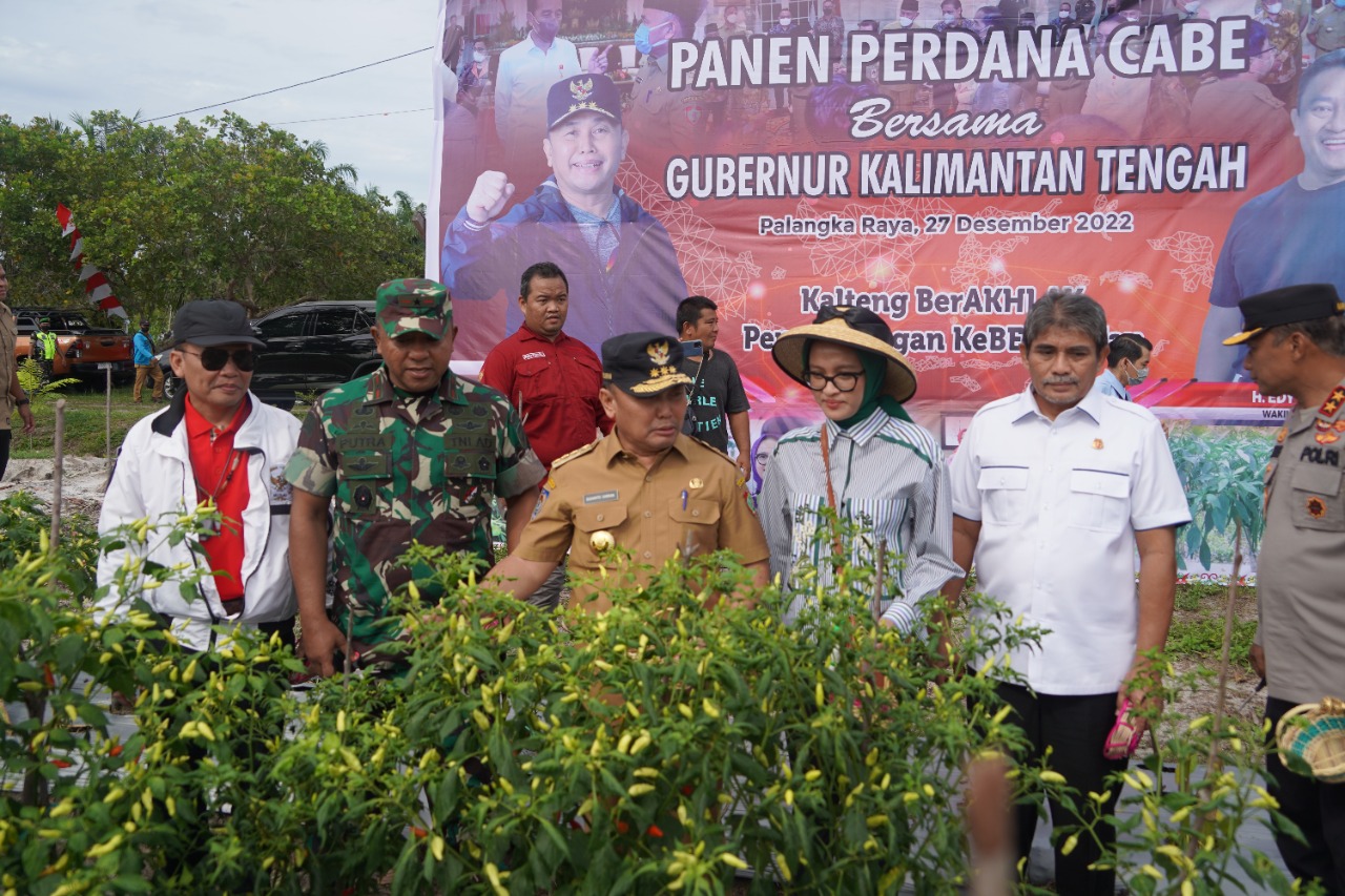 Panen Perdana Bawang Merah dan Cabai, Gubernur Sugianto Sabran : Kita Harus Bersinergi Membangun Ketahanan Pangan di Kalteng