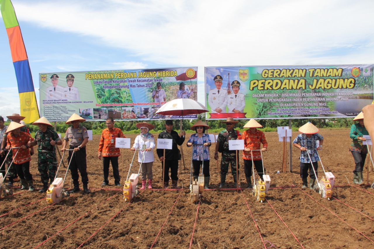 Tanam Jagung Hibrida Sebagai Pencanangan Smart Agro