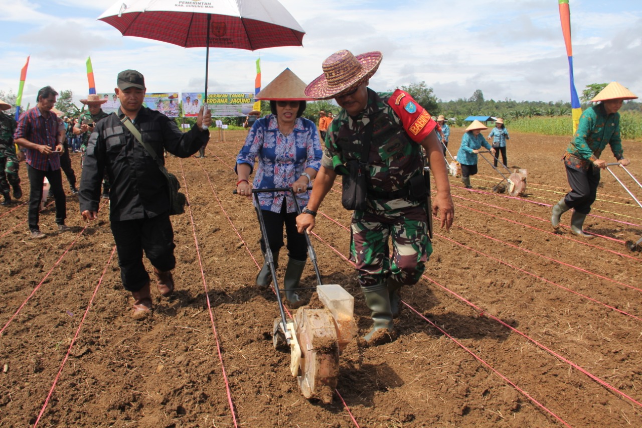 Tanam Jagung Hibrida Sebagai Pencanangan Smart Agro