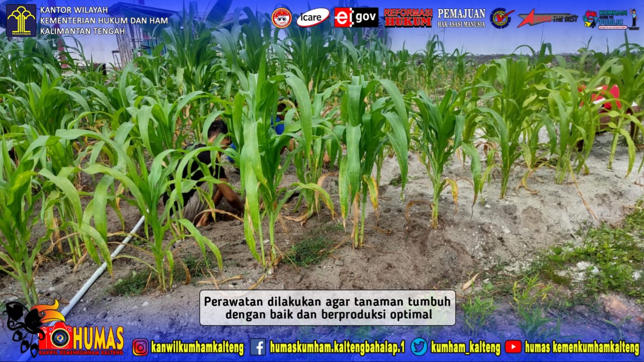 WBP Lapas Sukamara Bersihkan Rumput Liar Pada Kebun Jagung