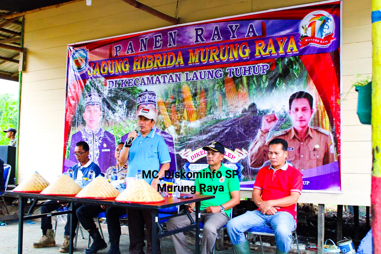 Panen Raya Jagung Hibrida Di Kecamatan Laung Tuhup Kabupaten Murung Raya 