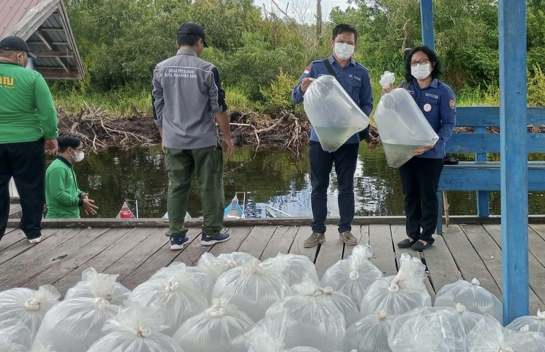 Dislutkan Prov. Kalteng Hadiri Pelaksanaan Restocking Ikan Betok dan Gabus di Kecamatan Sebangau