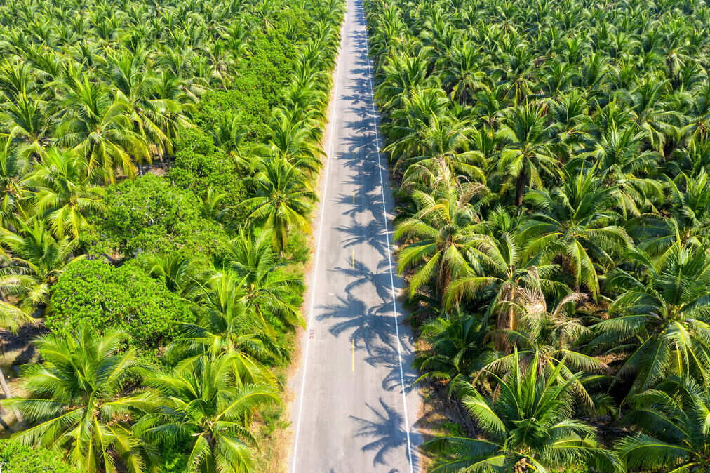 Perkebunan Kelapa Sawit Kalimantan Tengah Terbesar Kedua di Indonesia