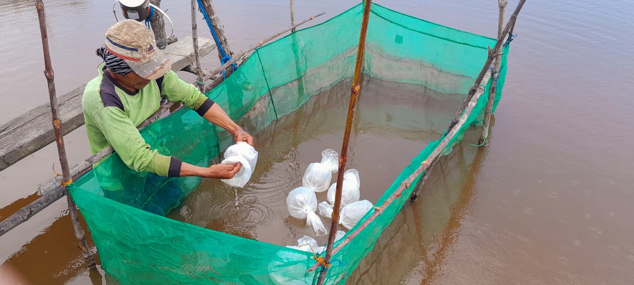 Pemprov. Kalteng Serahkan Bantuan Benih Udang Windu Kepada Pokdakan Tambak Sungai Ratik Kumai