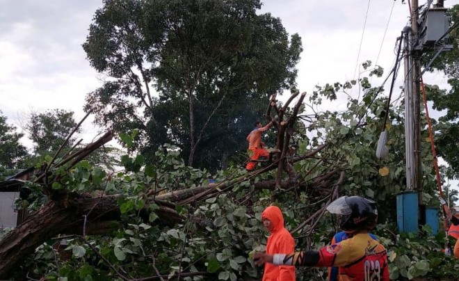TRC BPBD Kobar Sigap Tangani Pohon Tumbang di Jalan Bhayangkara