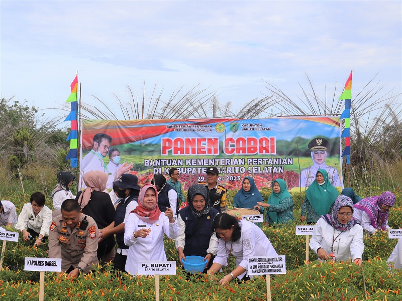 Pemkab Barsel Panen Raya Cabai di Desa Pamangka 