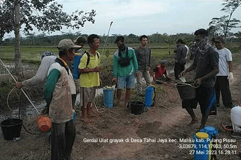 Hama Ulat Grayak Menyerang Pertanaman Padi di Pulang Pisau