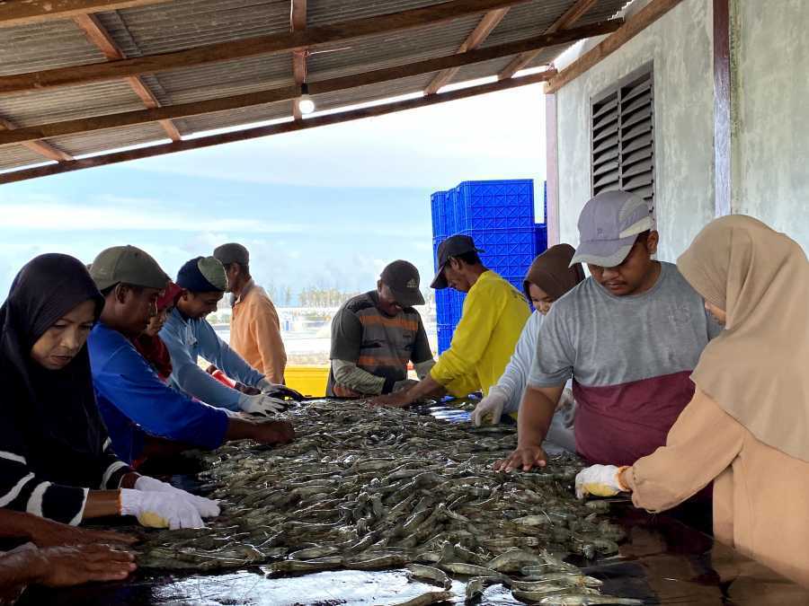 Sesuai Target, Shrimp Estate Berkah Panen Parsial Tahap Tiga