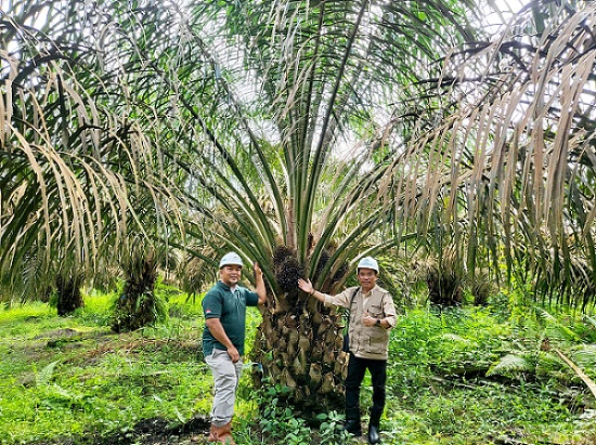 PT. GSIP (Grup PT. Astra Agro Lestari Tbk) Kelola Kebun Sumber Benih Sawit Unggul Kalteng