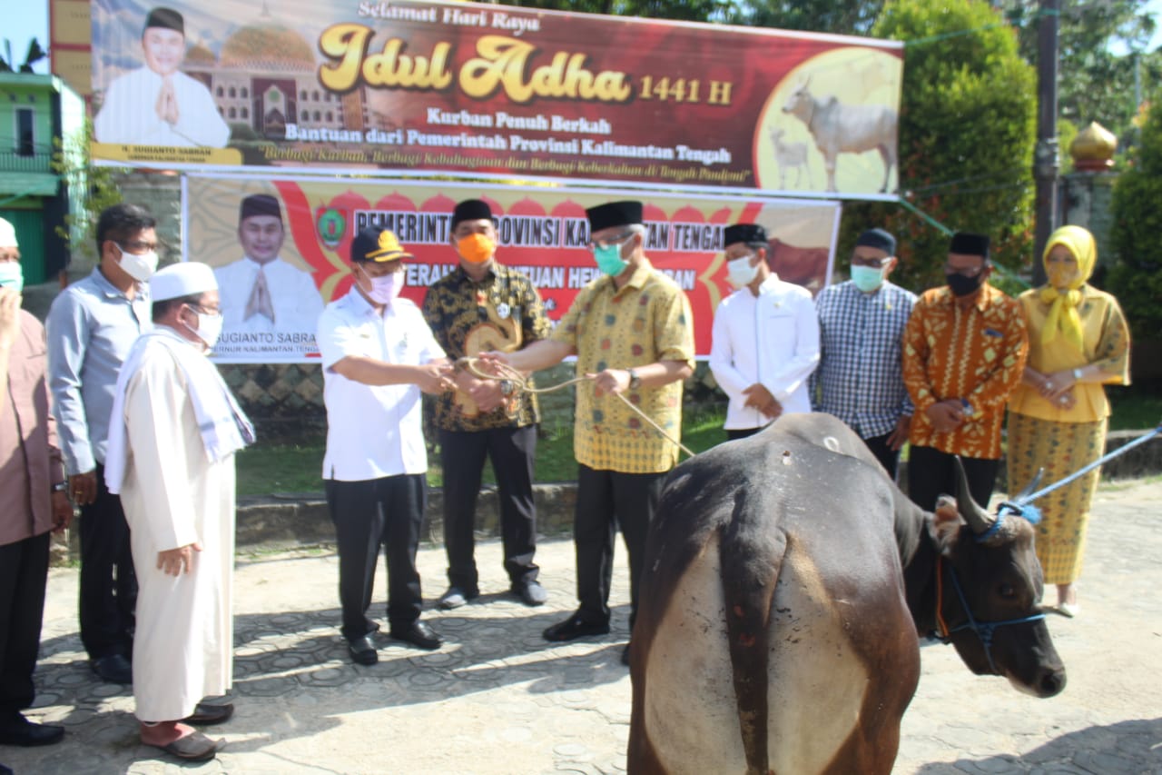 Pemprov. Kalteng Salurkan Bantuan Hewan Kurban Sebanyak 20  ekor  Sapi  Untuk Pemkab. Barut