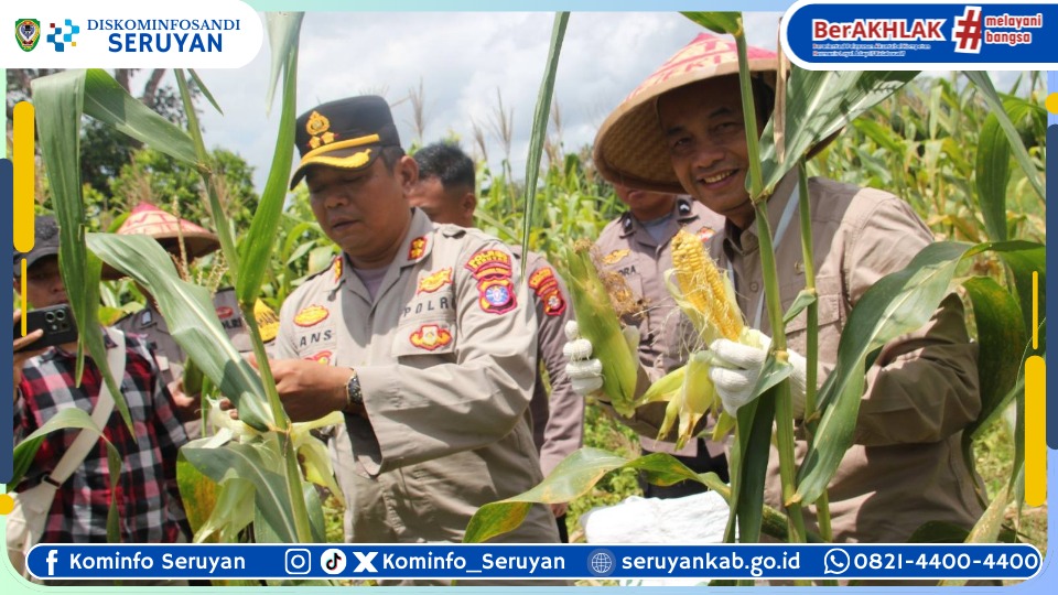 Polres Bersama Pemkab Seruyan Lakukan Panen Raya Jagung Serentak Kuartal III Tahun 2025