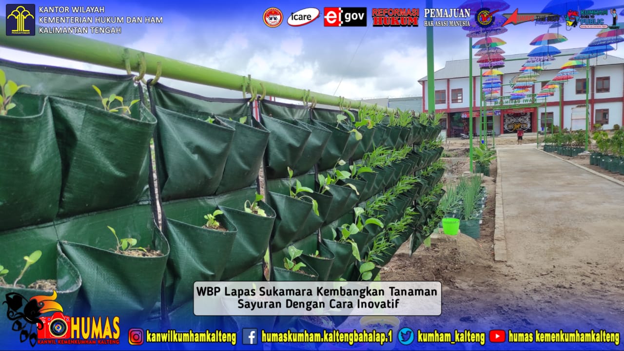 WBP Lapas Sukamara Kembangkan Tanaman Sayuran Dengan Cara Inovatif
