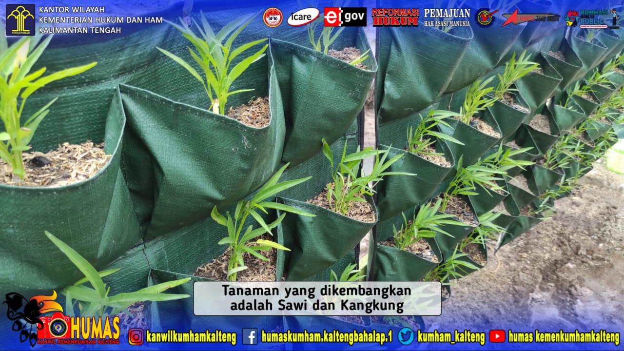 WBP Lapas Sukamara Kembangkan Tanaman Sayuran Dengan Cara Inovatif