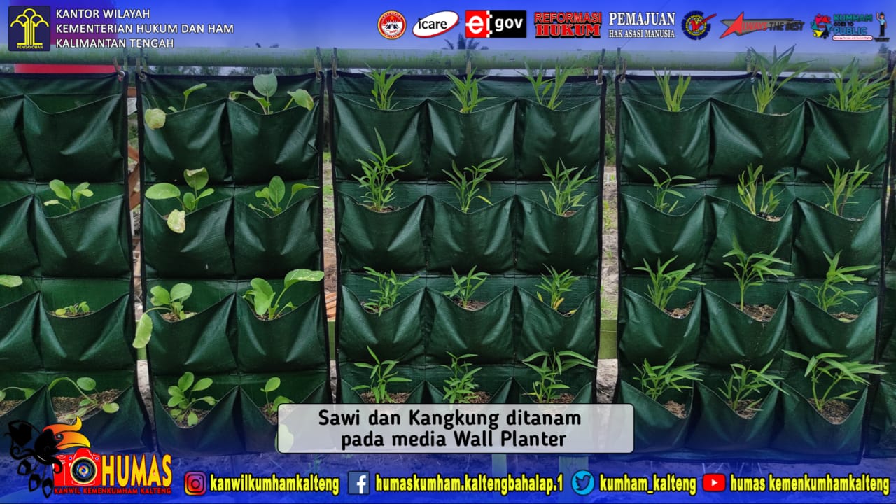 WBP Lapas Sukamara Kembangkan Tanaman Sayuran Dengan Cara Inovatif
