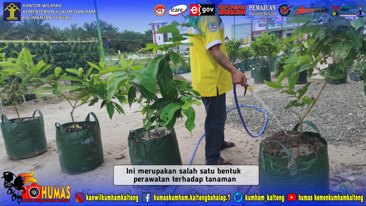 Jaga Pertumbuhan Tanaman Dengan Rutin Melakukan Penyiraman