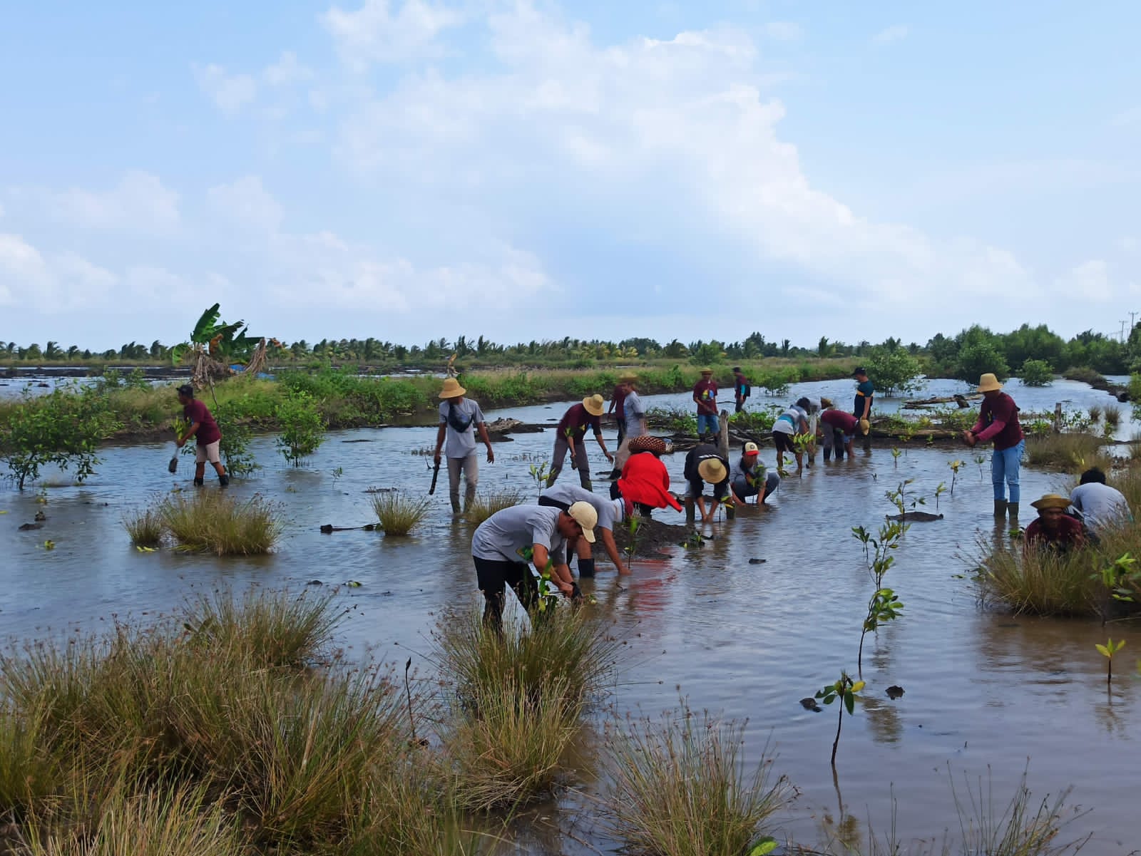 Dislutkan Prov. Kalteng Selenggarakan Pelatihan dan Penanaman Mangrove di Kotawaringin Timur dan Seruyan
