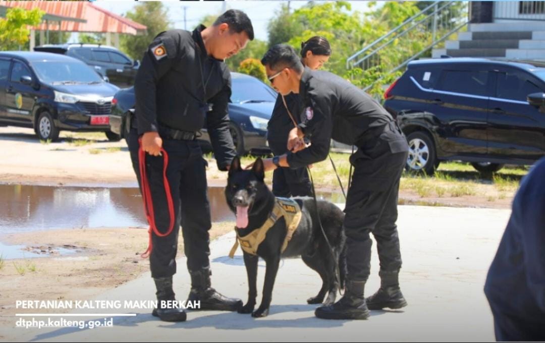 Peringatan Hari Rabies Sedunia: Pemprov Kalteng Gelar Vaksinasi, Pemeriksaan Kesehatan, dan Kastrasi Hewan Gratis di Palangka Raya