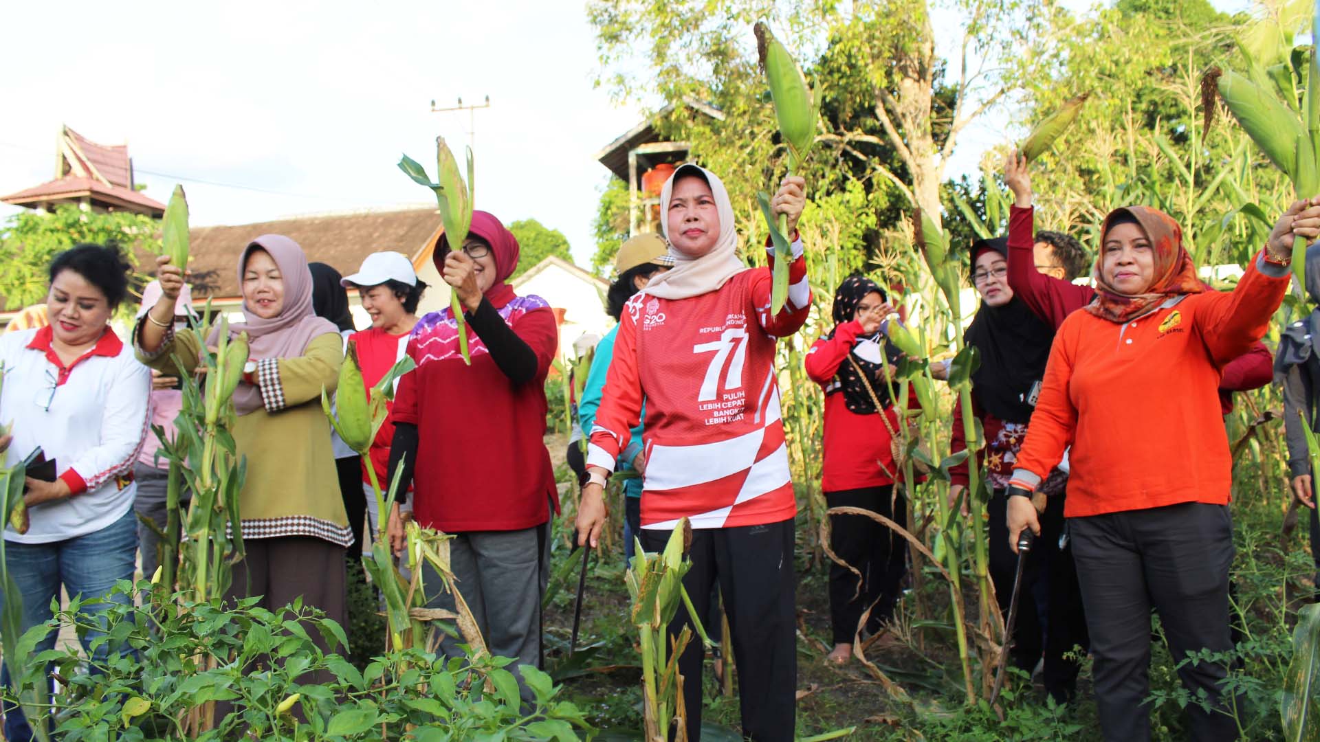 Pj. Bupati Bersama TP-PKK Kab. Barsel Panen Jagung di Kebun PKK Barsel