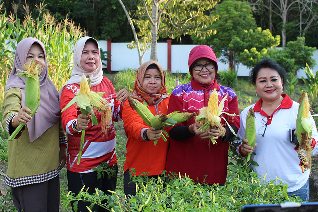 Pj. Bupati Bersama TP-PKK Kab. Barsel Panen Jagung di Kebun PKK Barsel