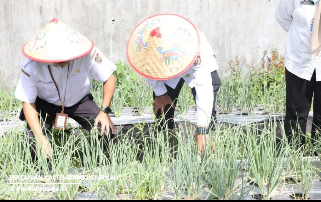 Perkuat Edukasi Tanam Bawang Merah di Pekarangan,  Dinas TPHP Prov Kalteng Terapkan Teknologi Benih TSS