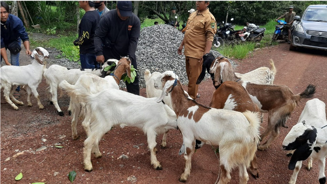 Dinas TPHP Provinsi Kalimantan Tengah Distribusi Ternak Kambing di Kabupaten Kapuas Tahun 2023
